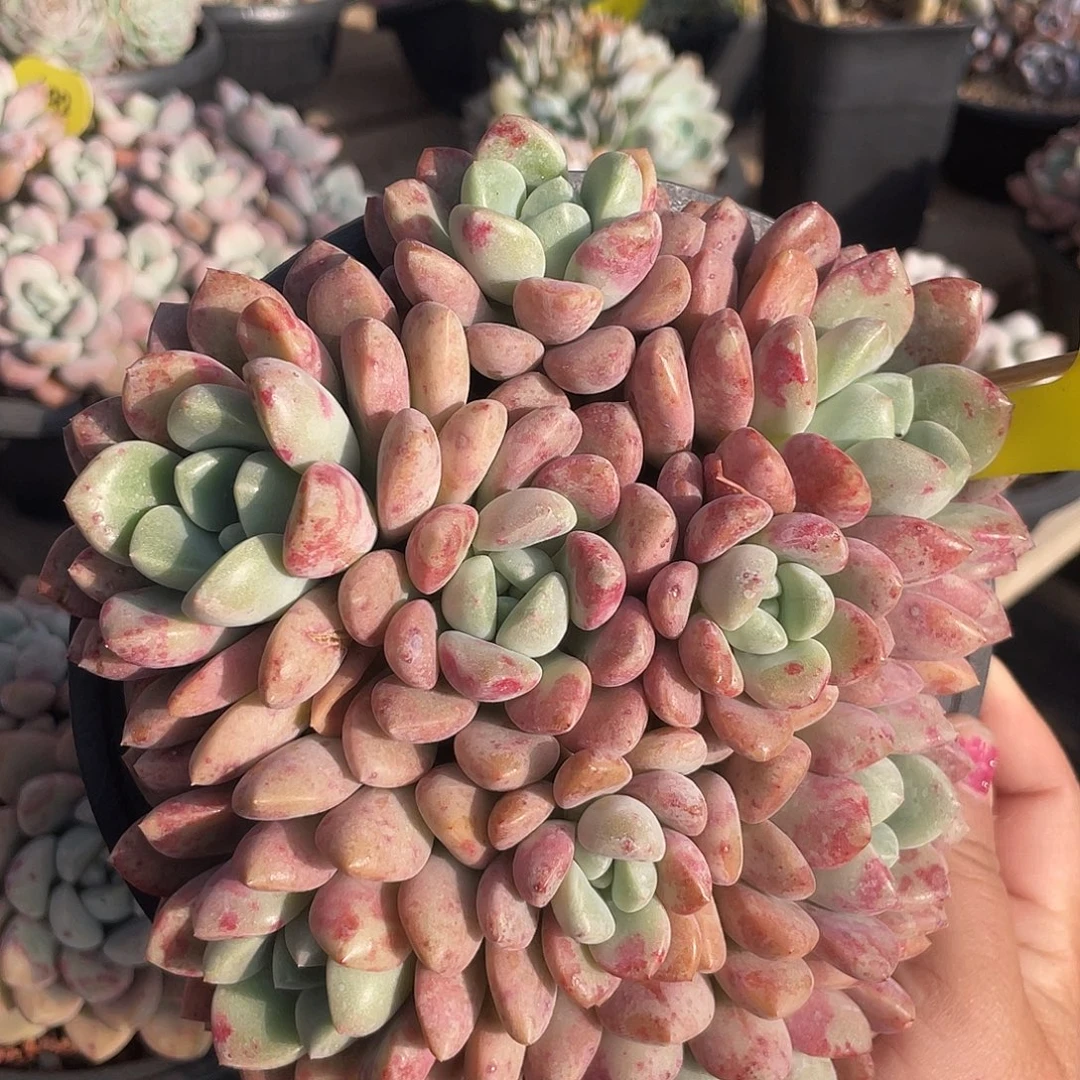 花斑鹿群生多肉植物101