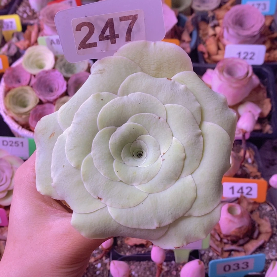 山地玫瑰一物一拍247