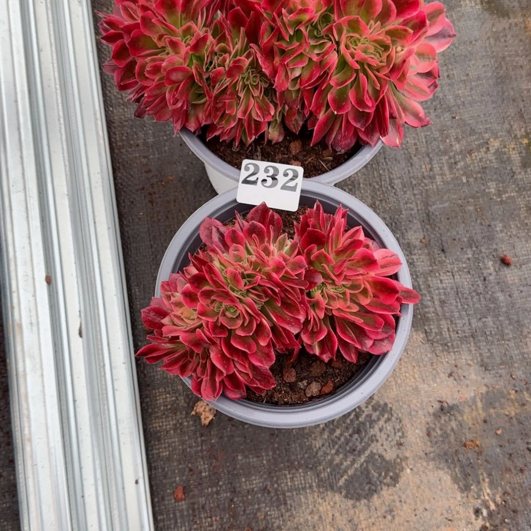 燕***2242女巫缀化发货