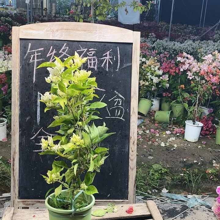 完全开放三角梅雪豹