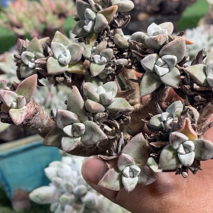 野生花朵泡西老桩