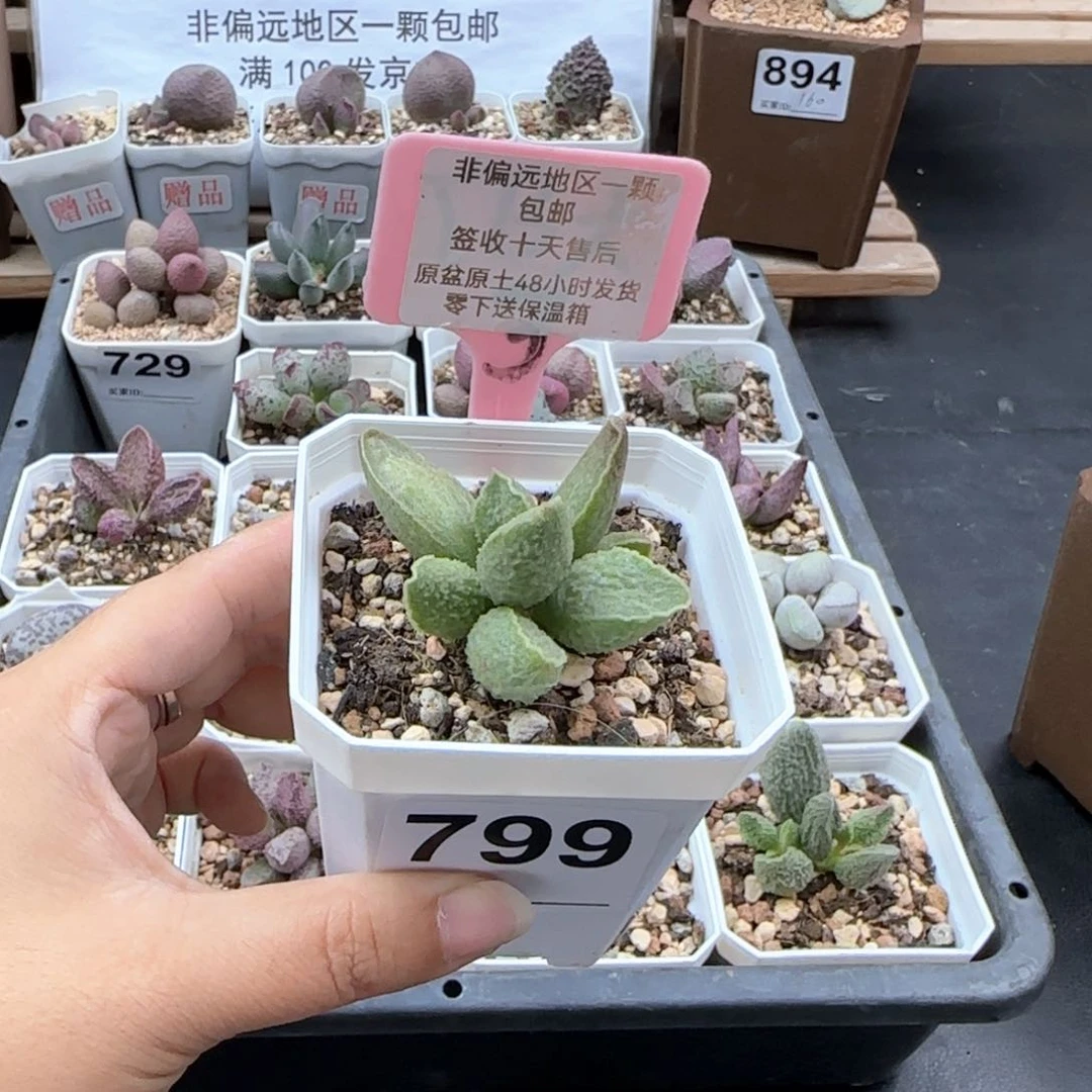 799绿皮多肉植物微瑕