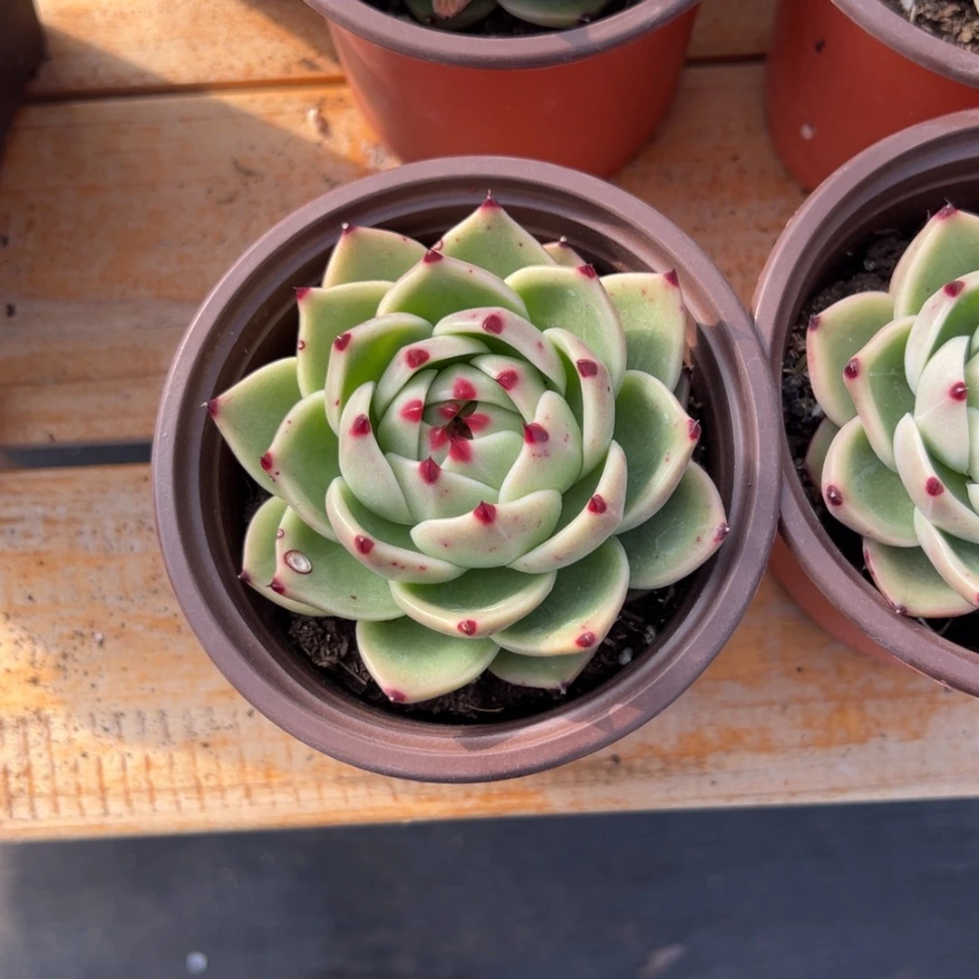 多头单头蓝龙【非偏远满18包邮】