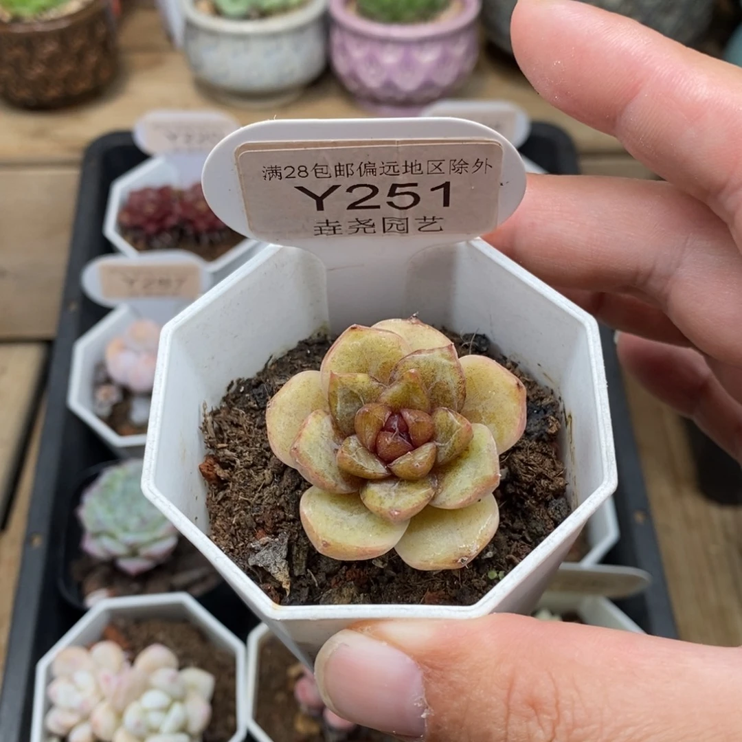 0251 巧克力慕斯 3cm