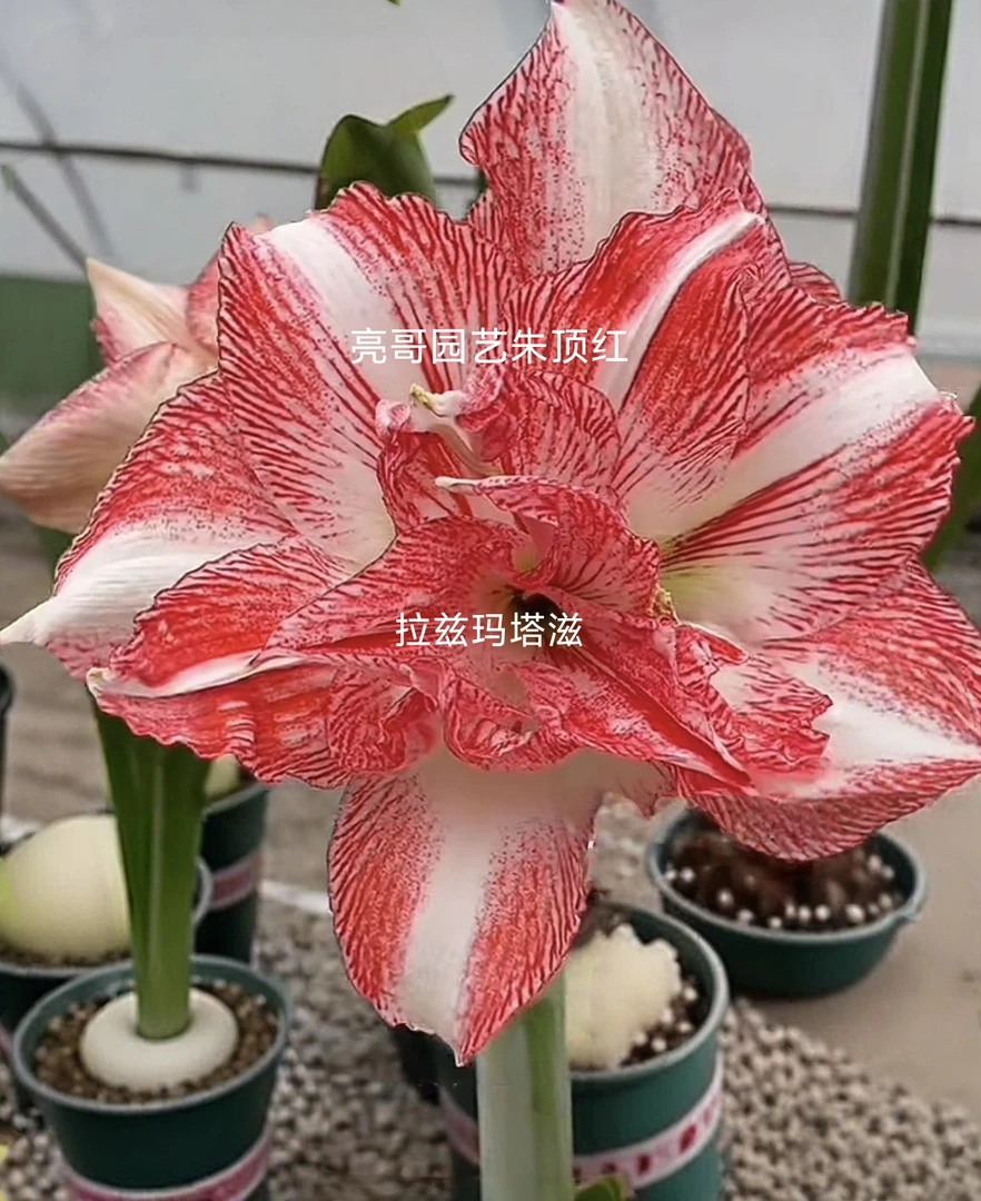 亮哥园朱顶红艺拉兹玛塔资
