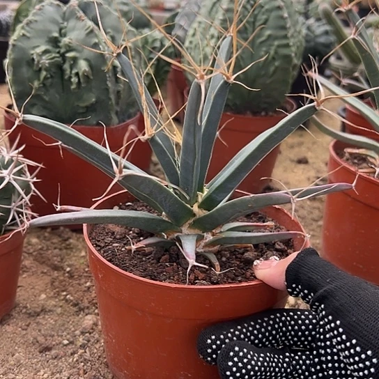 陈*兜实生关山456677788