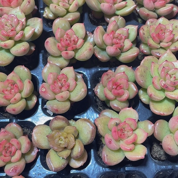 小苹果花1元带土发