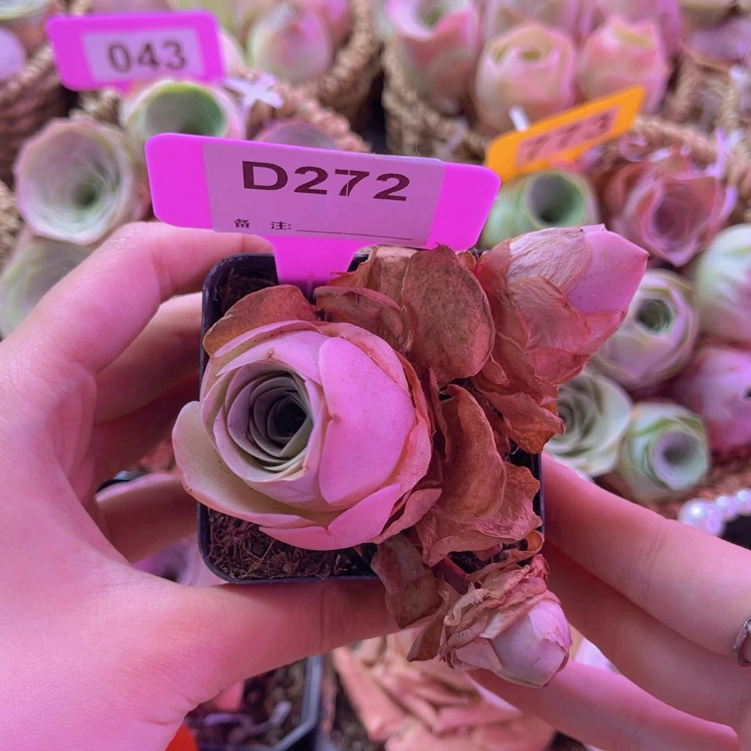 单品一物一拍272号