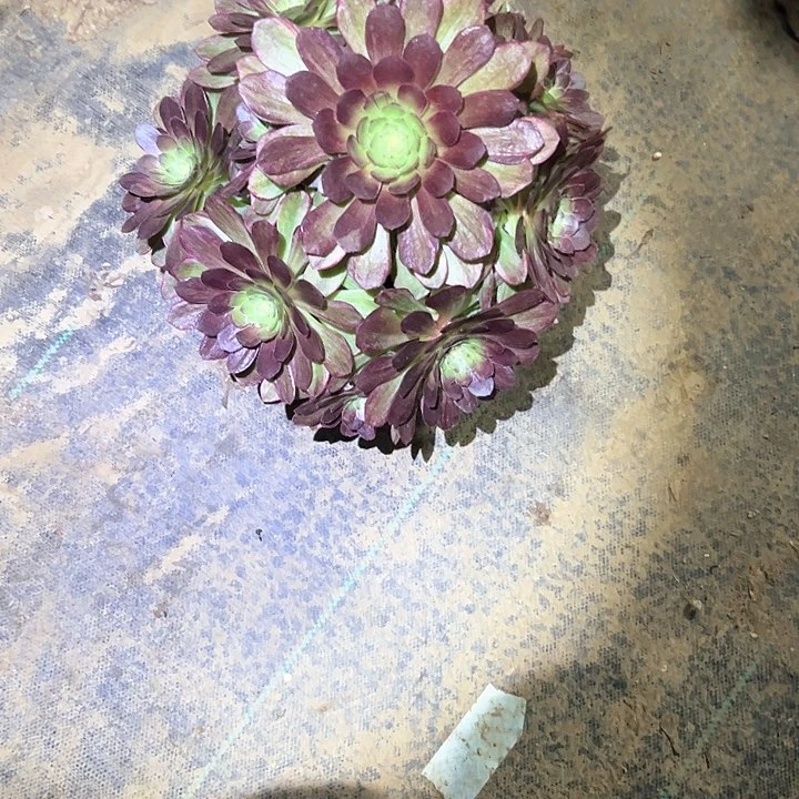 法师链接一物一拍18