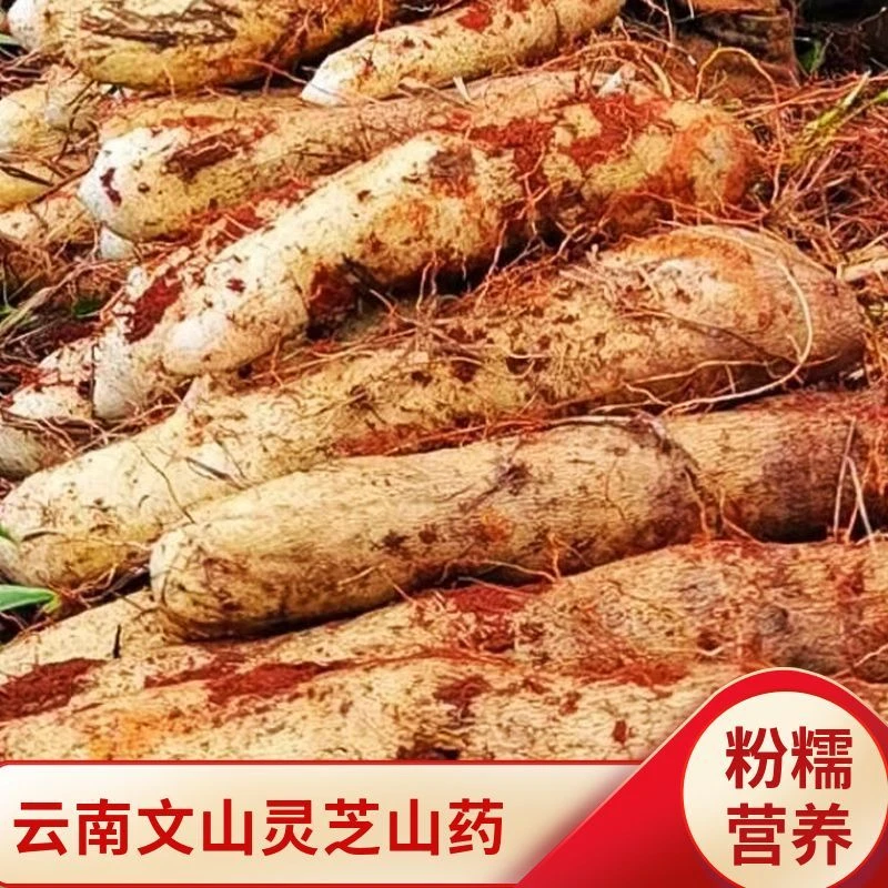 文山山药云南现挖灵芝山药秤砣山药现挖正宗新鲜非铁杆山药软糯甜