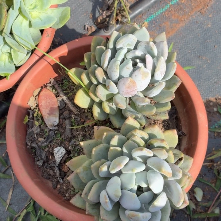 下***天多肉植物。。。。。？？。。。。