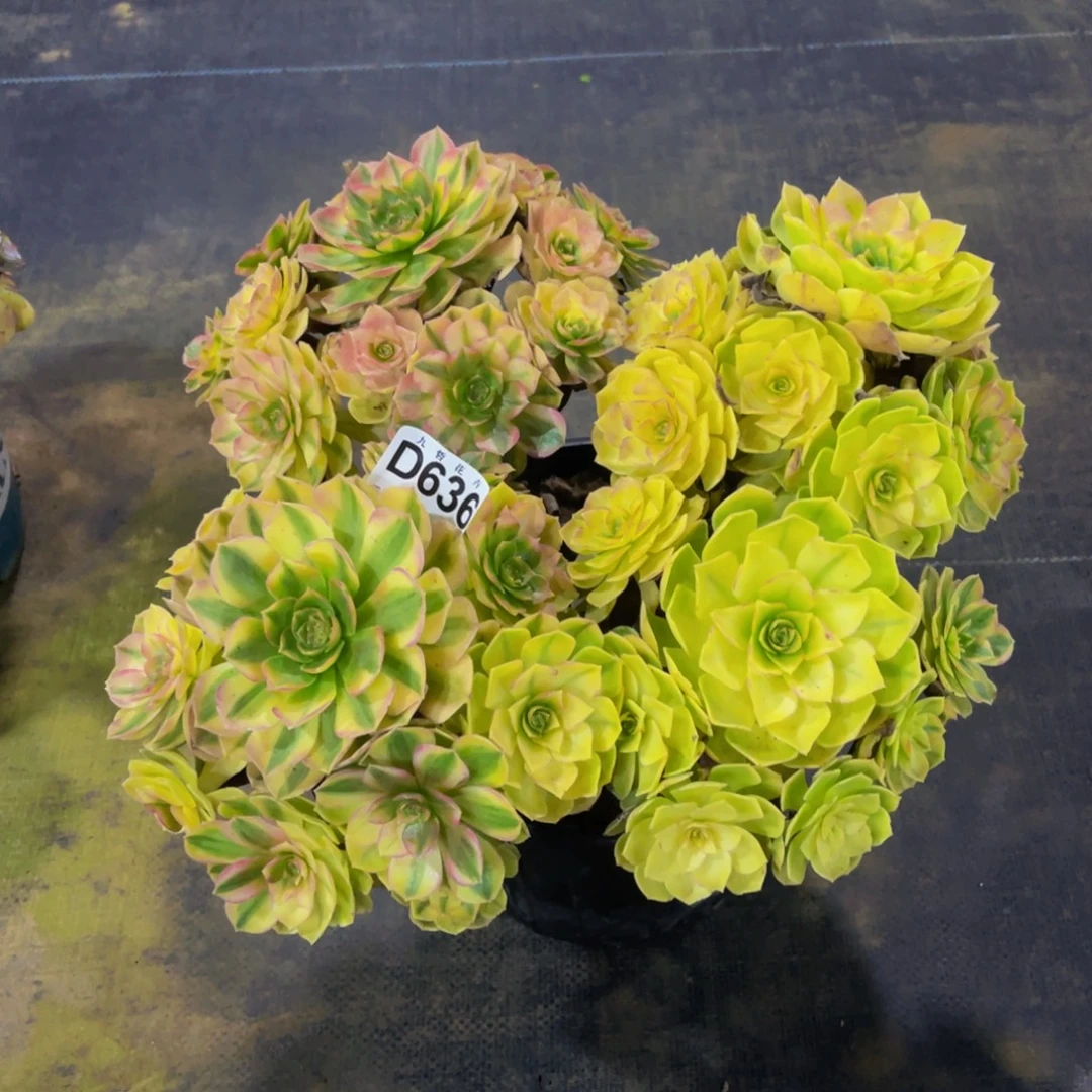 @***雪63600雨荷福利一颗