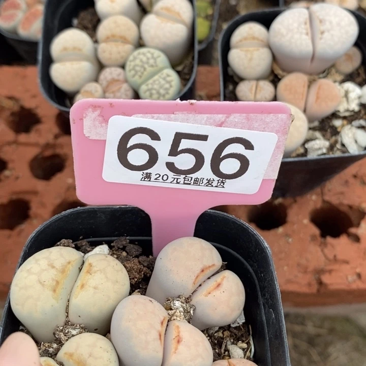 梨***点生石花小苗等多处656