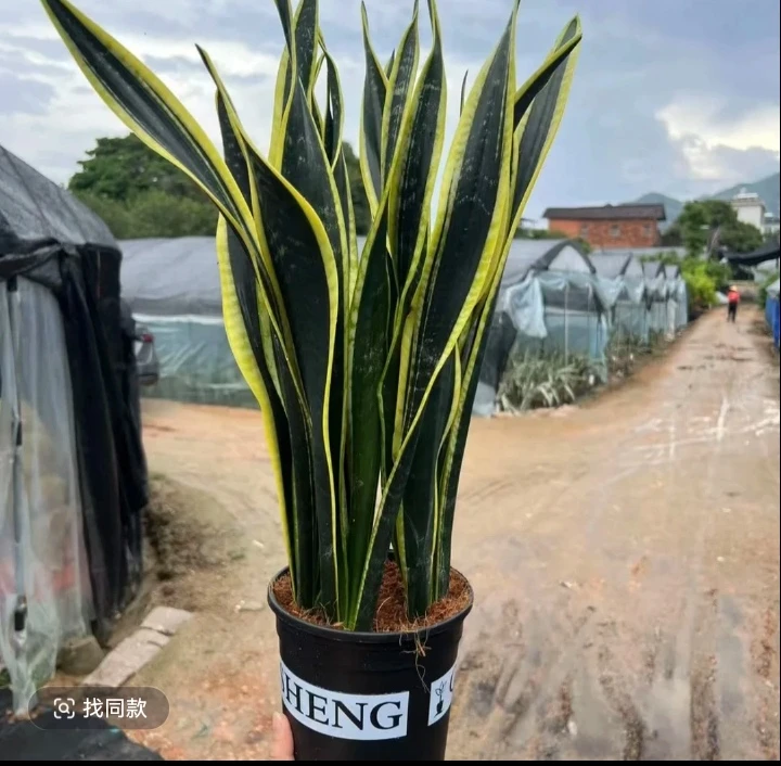 青龙霸虎皮兰金边室内植物好养净化新房空气甲醛绿植小盆景