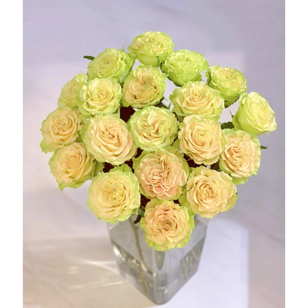 上官婉儿绿玫瑰【全店任意满两件发顺丰京东】云南直发鲜花鲜切花