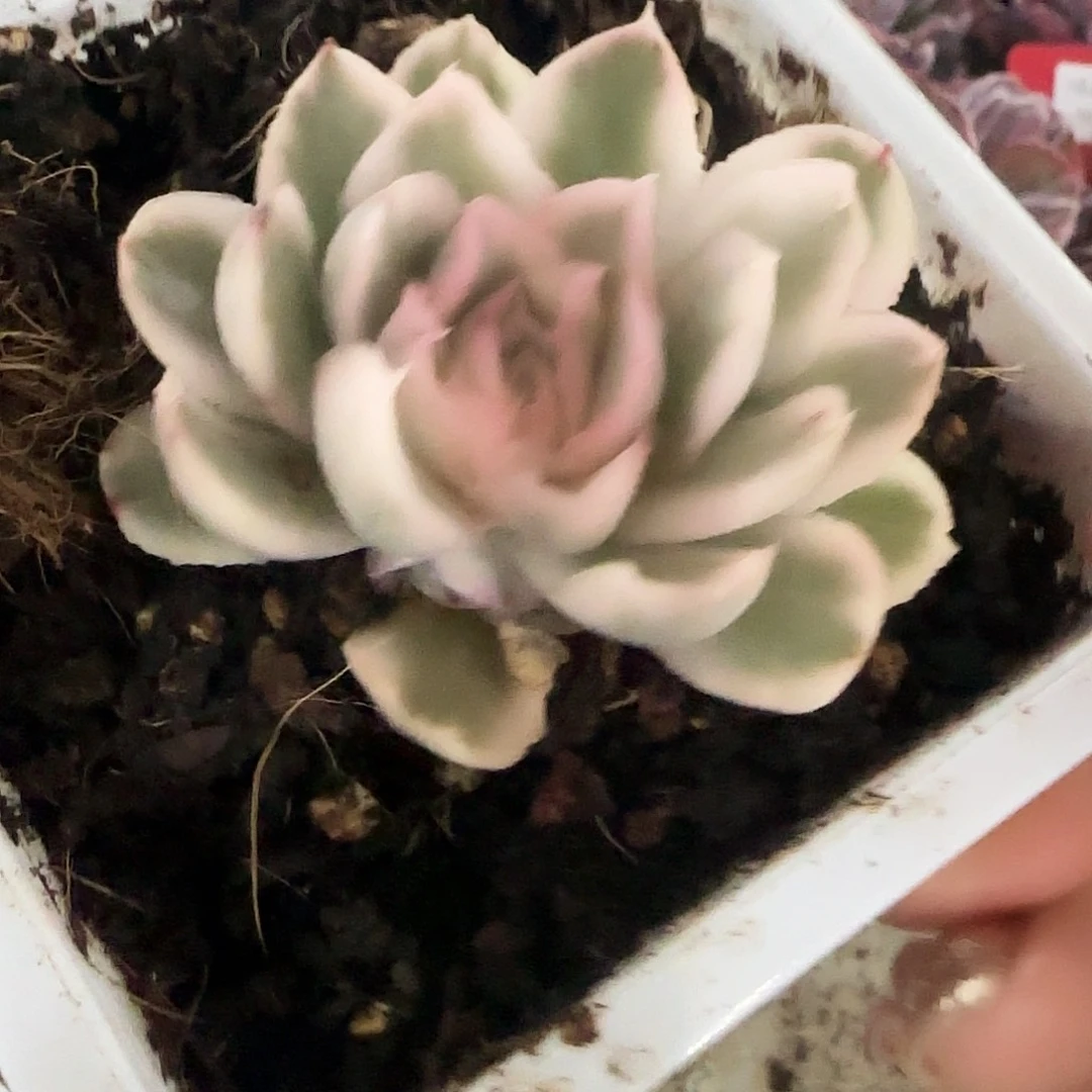 紫蝴蝶锦多肉植物