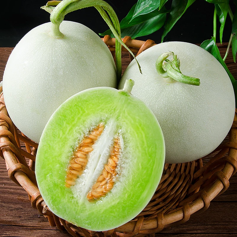 【巧云优选】玉菇甜瓜软糯香甜冰淇淋口感农场直发现摘现发