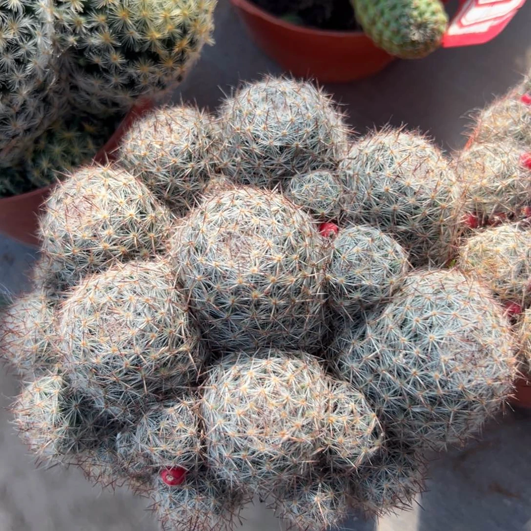 用***9零零落落 零零落落