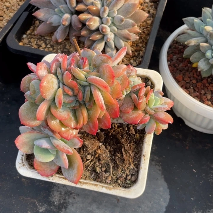 【闪购商品】奶茶缀