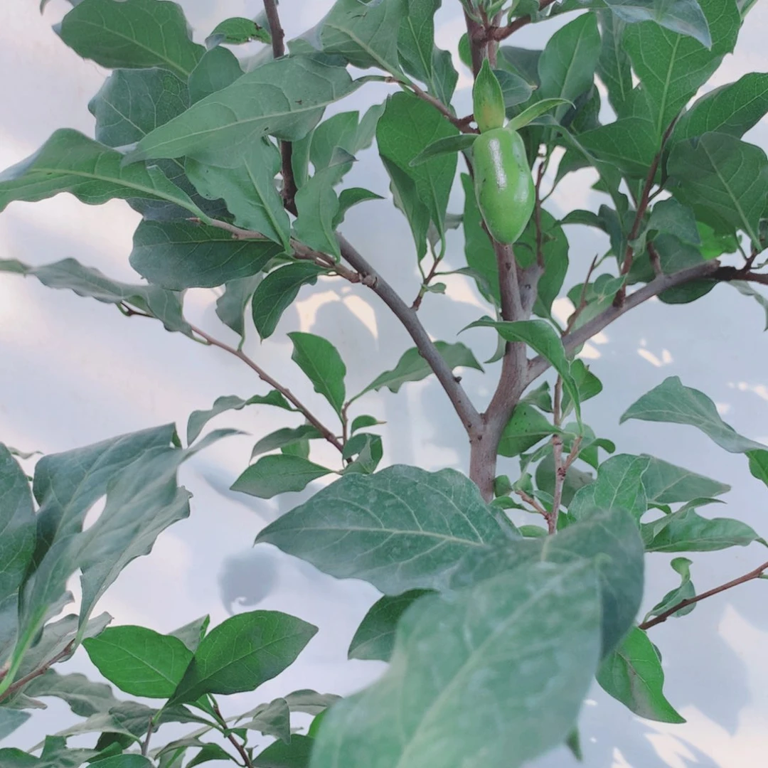 无花朵沉***点韩语歌真的太好