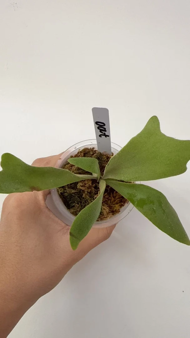 白燕麦鹿角蕨孢子苗