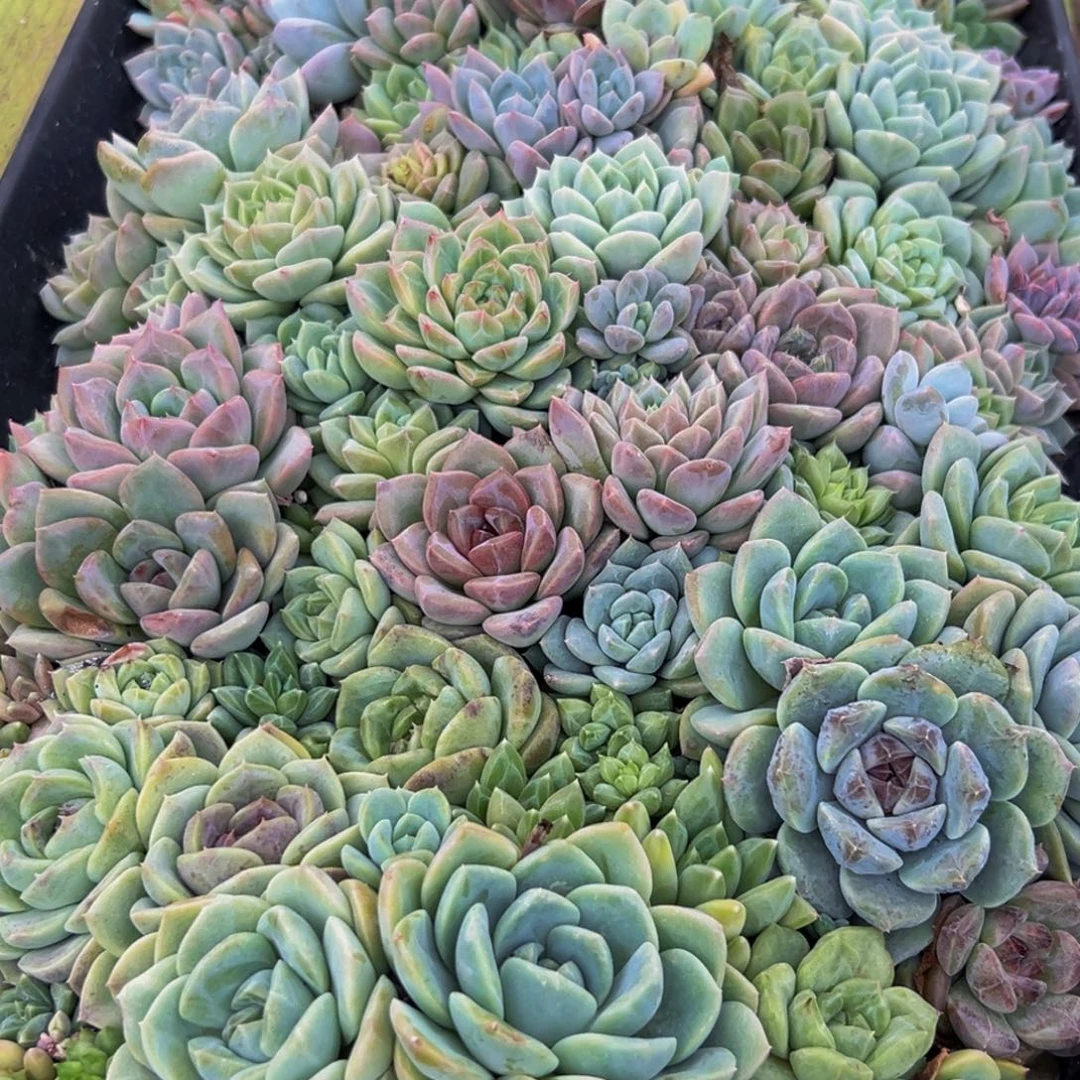 231多肉的小龙虾都有吃过