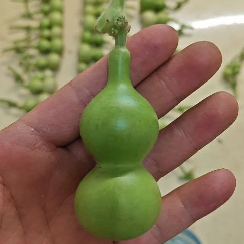 和***雨天津嘴儿咕噜咕噜