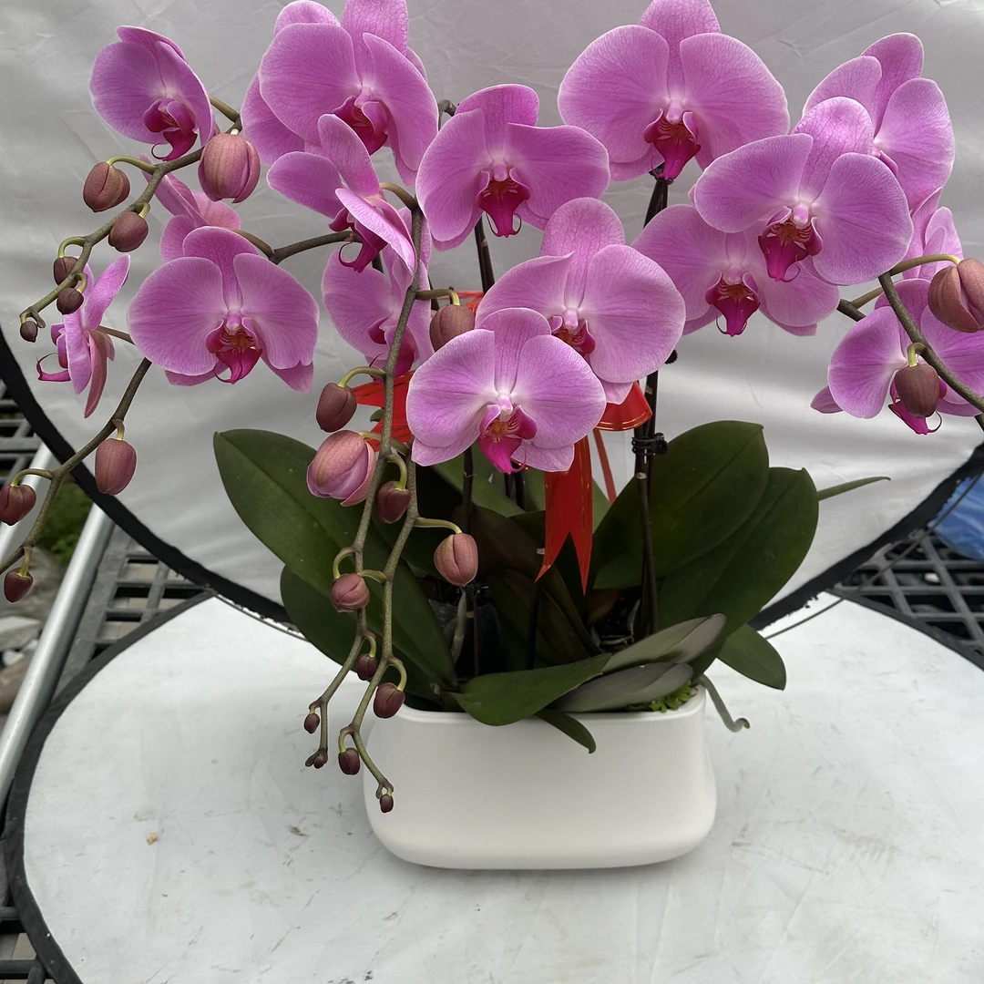 【粉密欧】蝴蝶兰懒人花 室内花卉 花期长 好养活