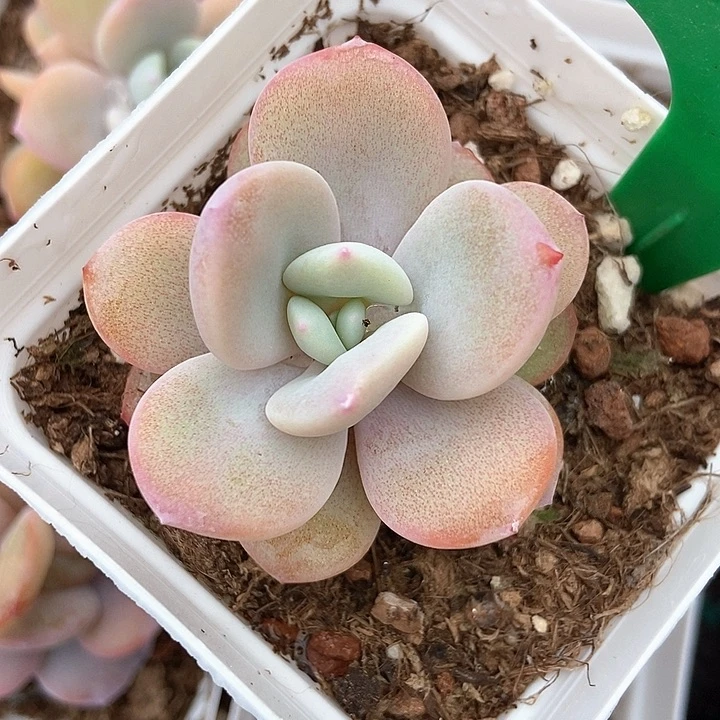 艾**5多肉去奶茶1635多肉