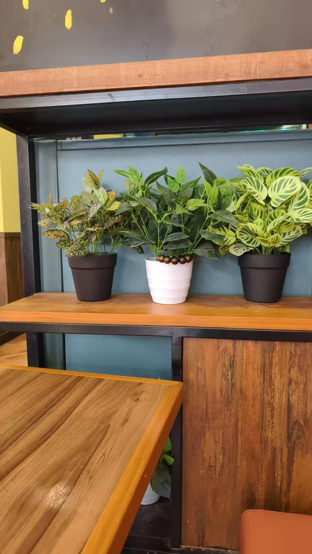 沉香100曼丹多样性发一