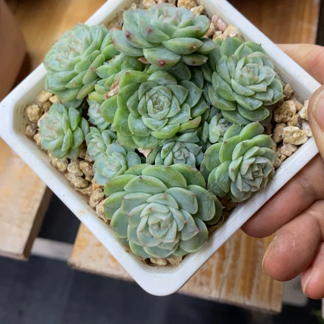 精品多肉一物一拍不包整222