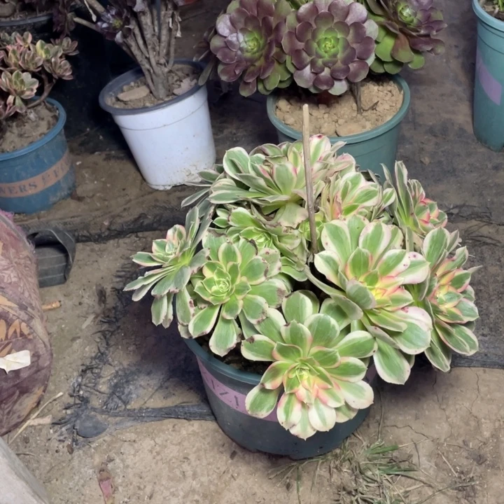 35海王多肉植物多肉