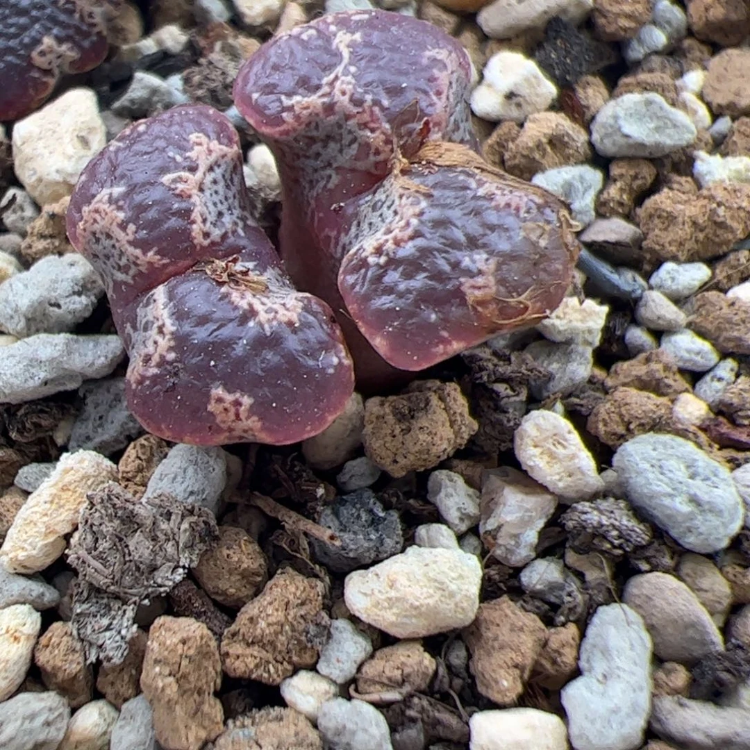 0226号 超碟多肉植物