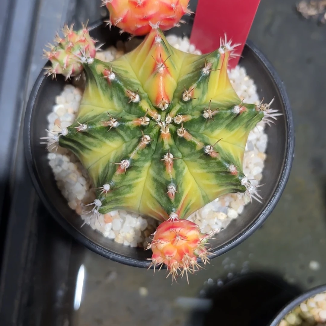 221-1120泰国发货多肉