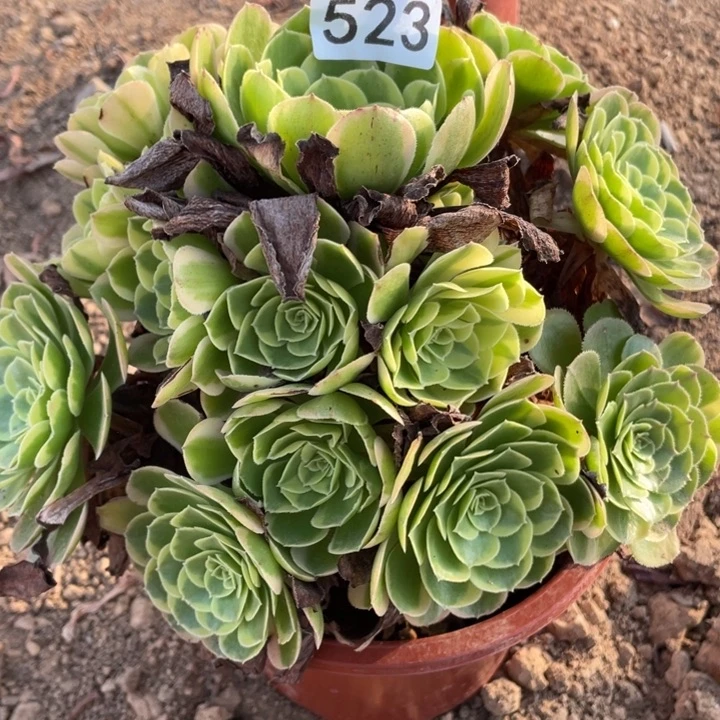 无花朵523多肉植物保护奶白