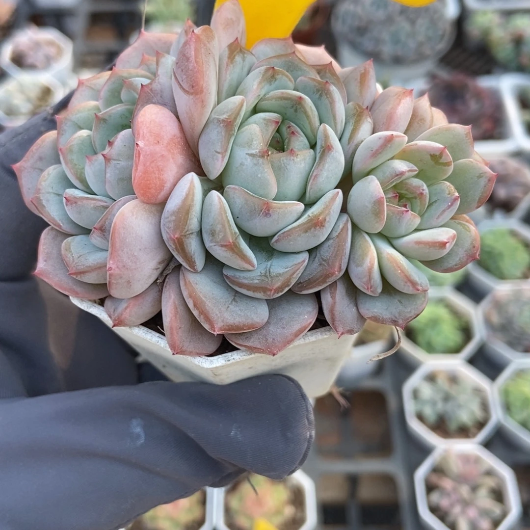 925幻梦多肉植物多肉