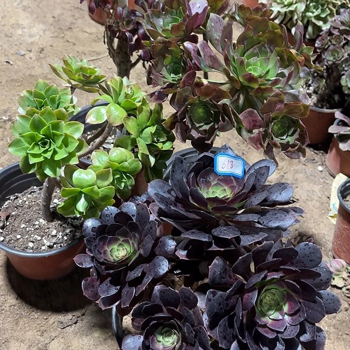 618多肉植物瑕疵特价，