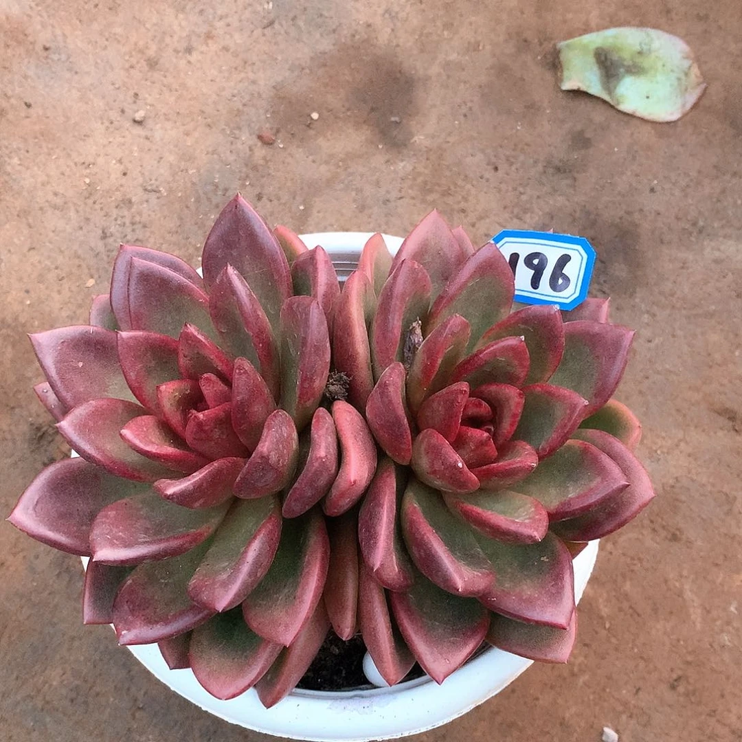 196丰沛玫瑰一物一拍