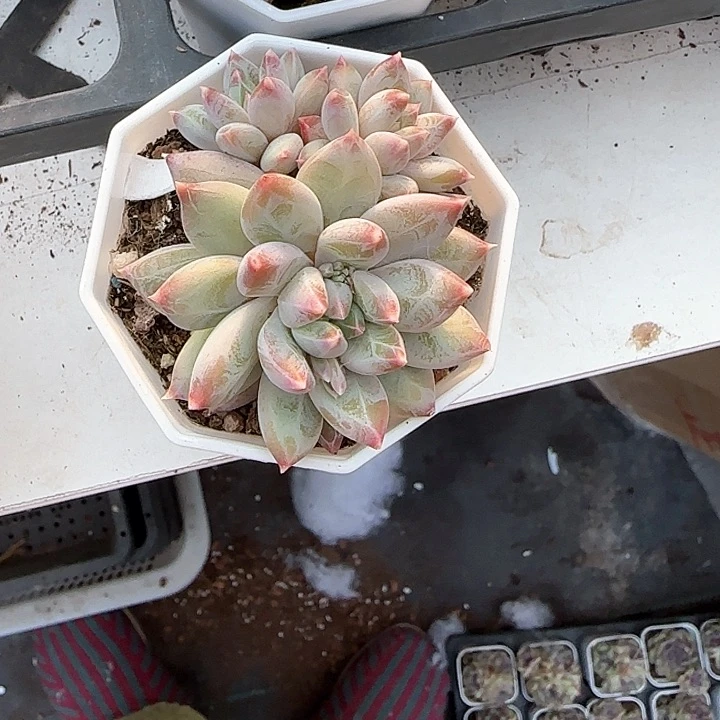 青蛙王子儿童牙膏111