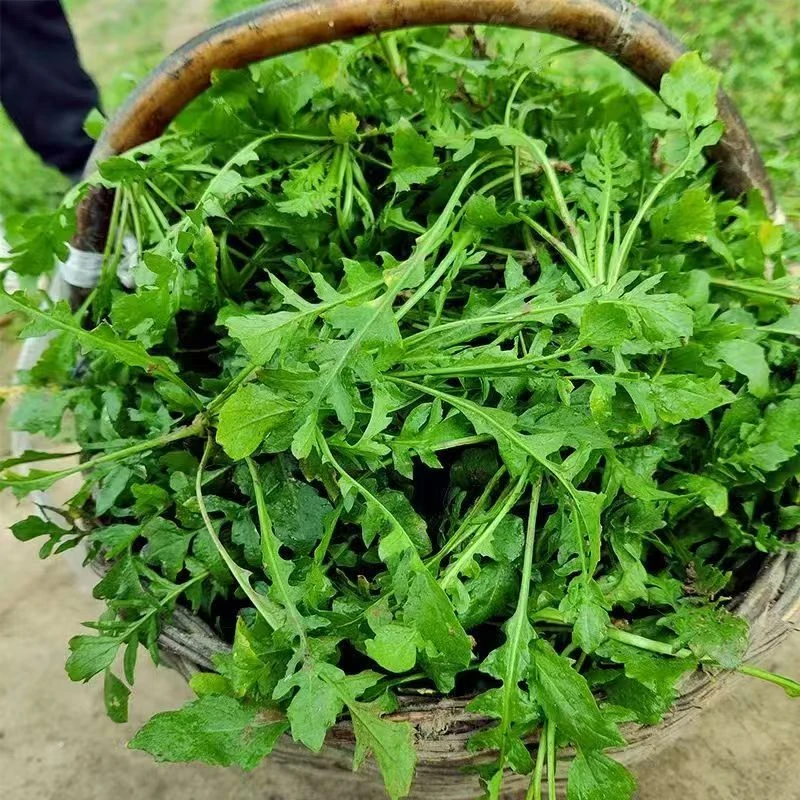 荠菜野生山破荠菜京东包邮送货上门荠菜新鲜采摘大叶荠菜