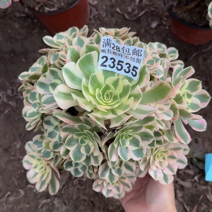 23535女郎多肉植物
