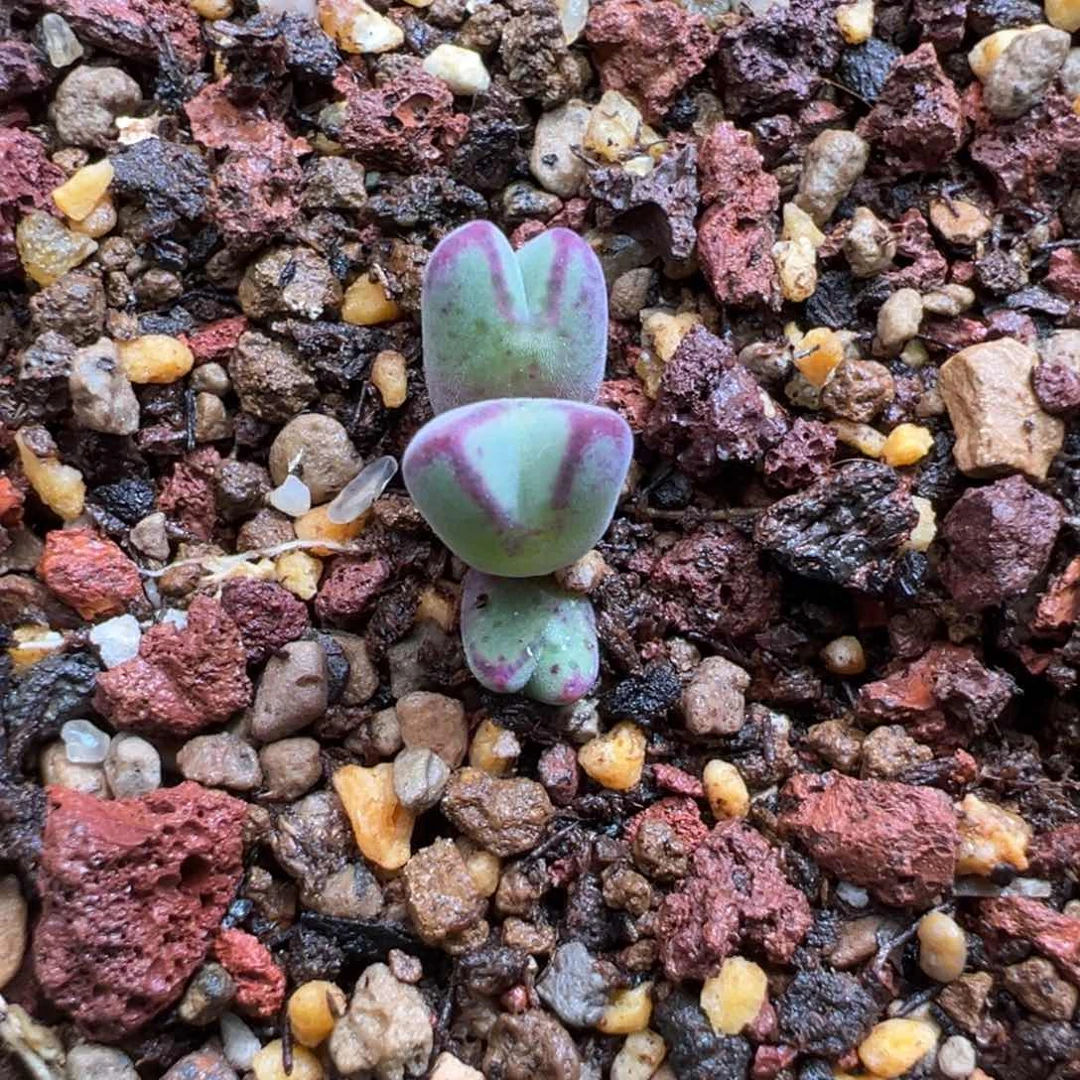 三****)573。 柏实花园 多肉植物