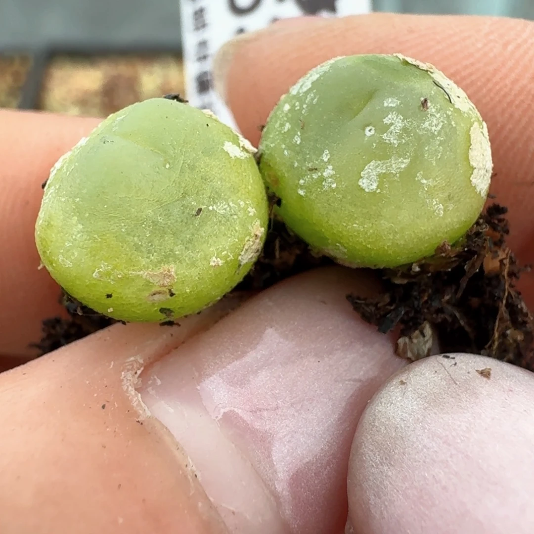 853两颗拉拉00000000000