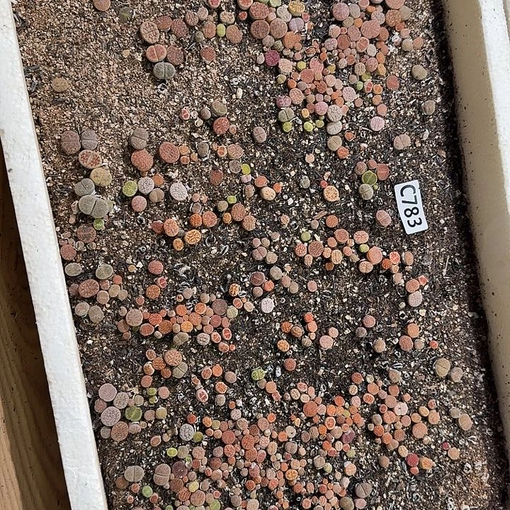 783生石花整框脱土发货不售后