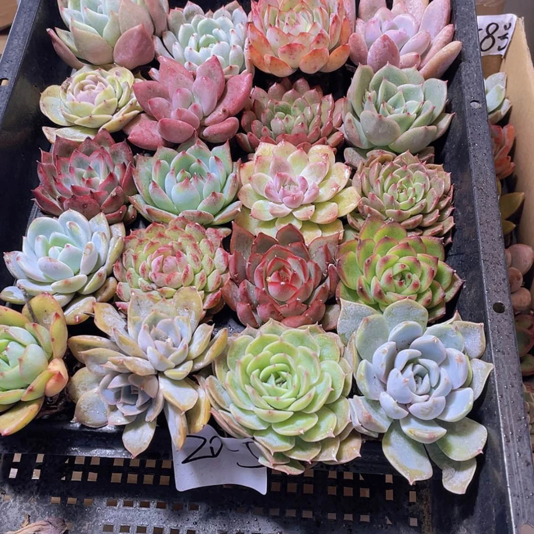 【闪购商品】20颗-5