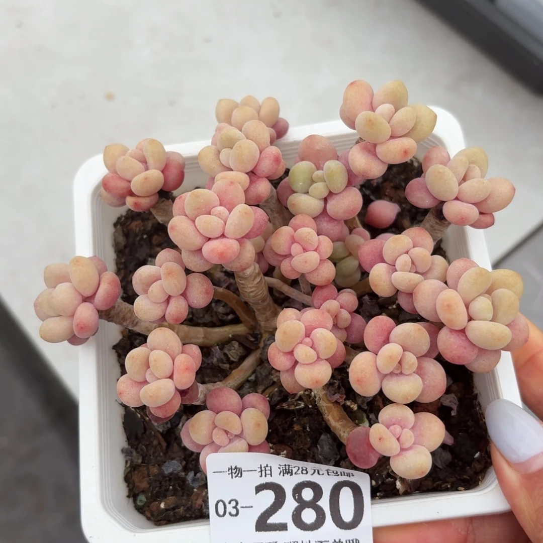 鱼子酱无盆土发货无