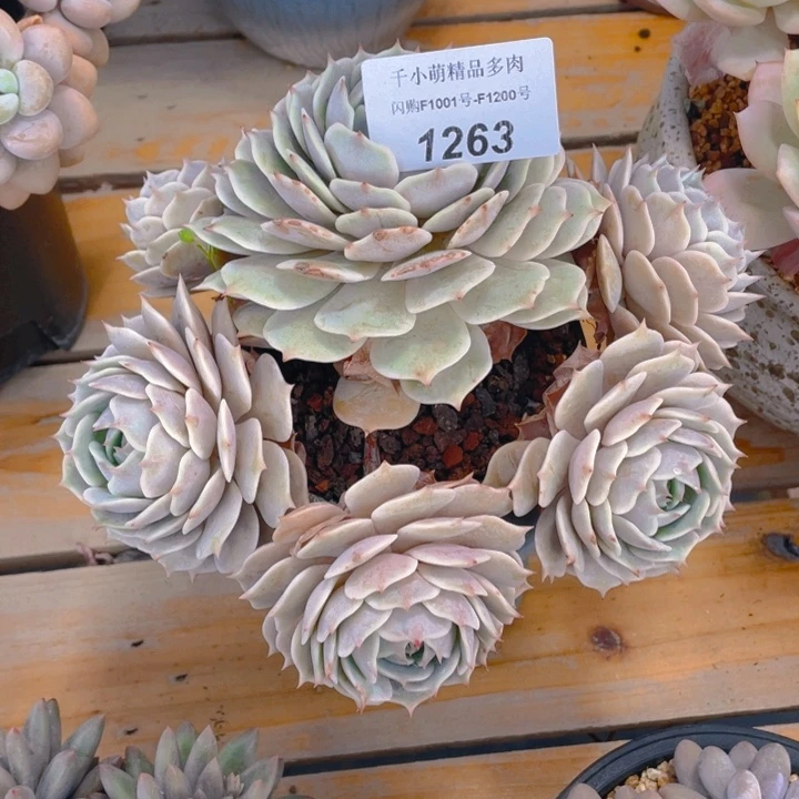 谢谢你的支持000001263