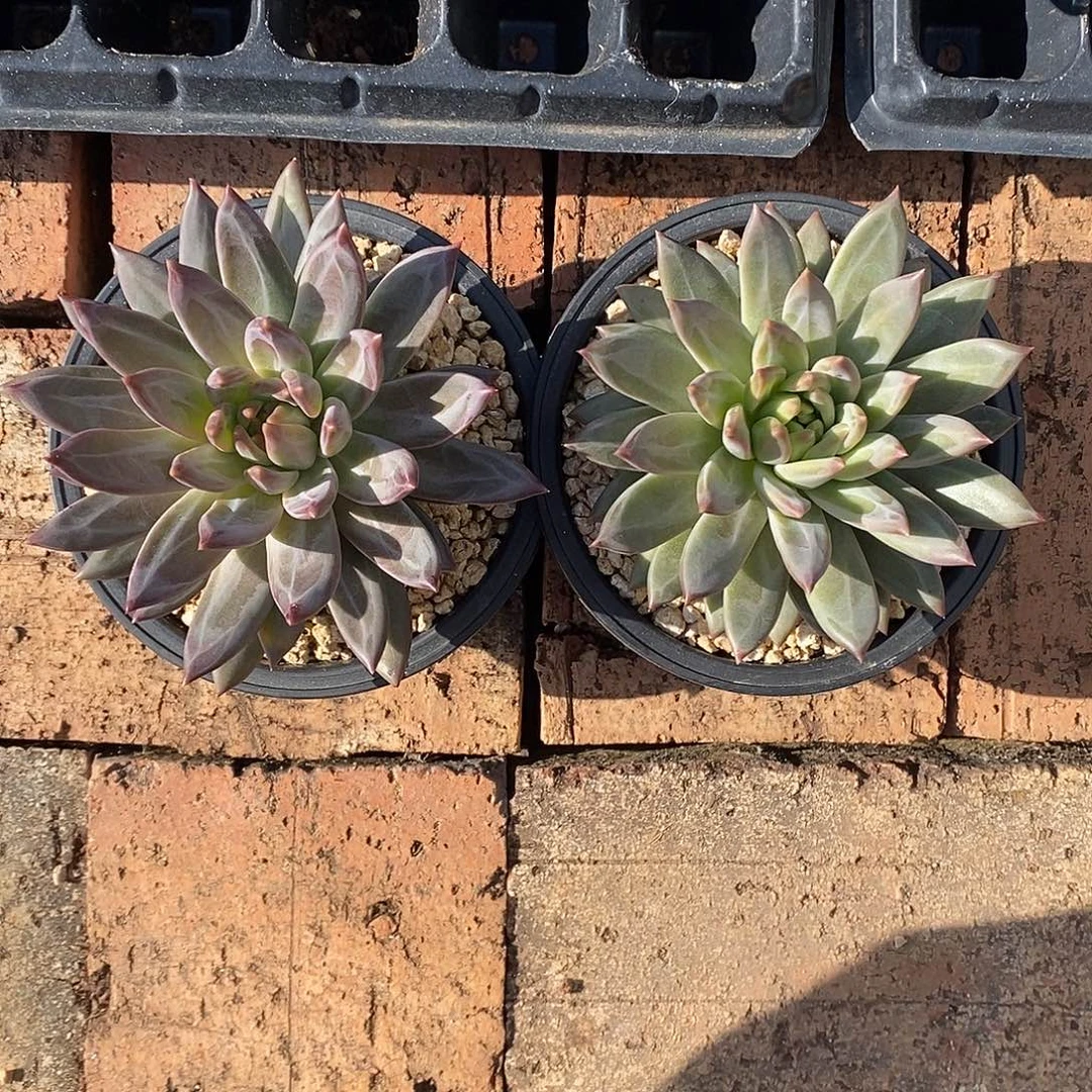 新品美人。2颗包邮。