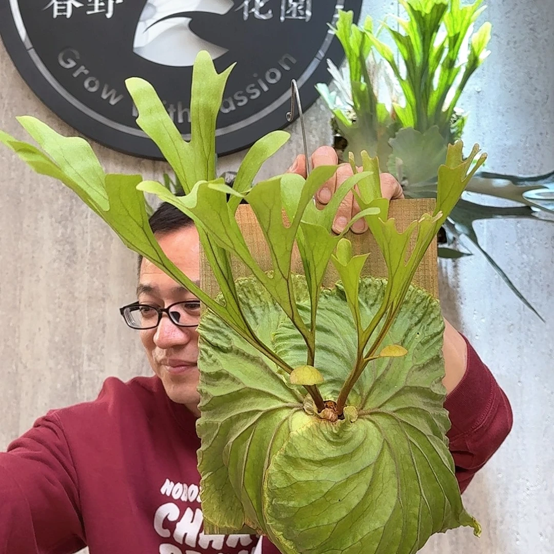 不开花植物亚猴鹿角蕨
