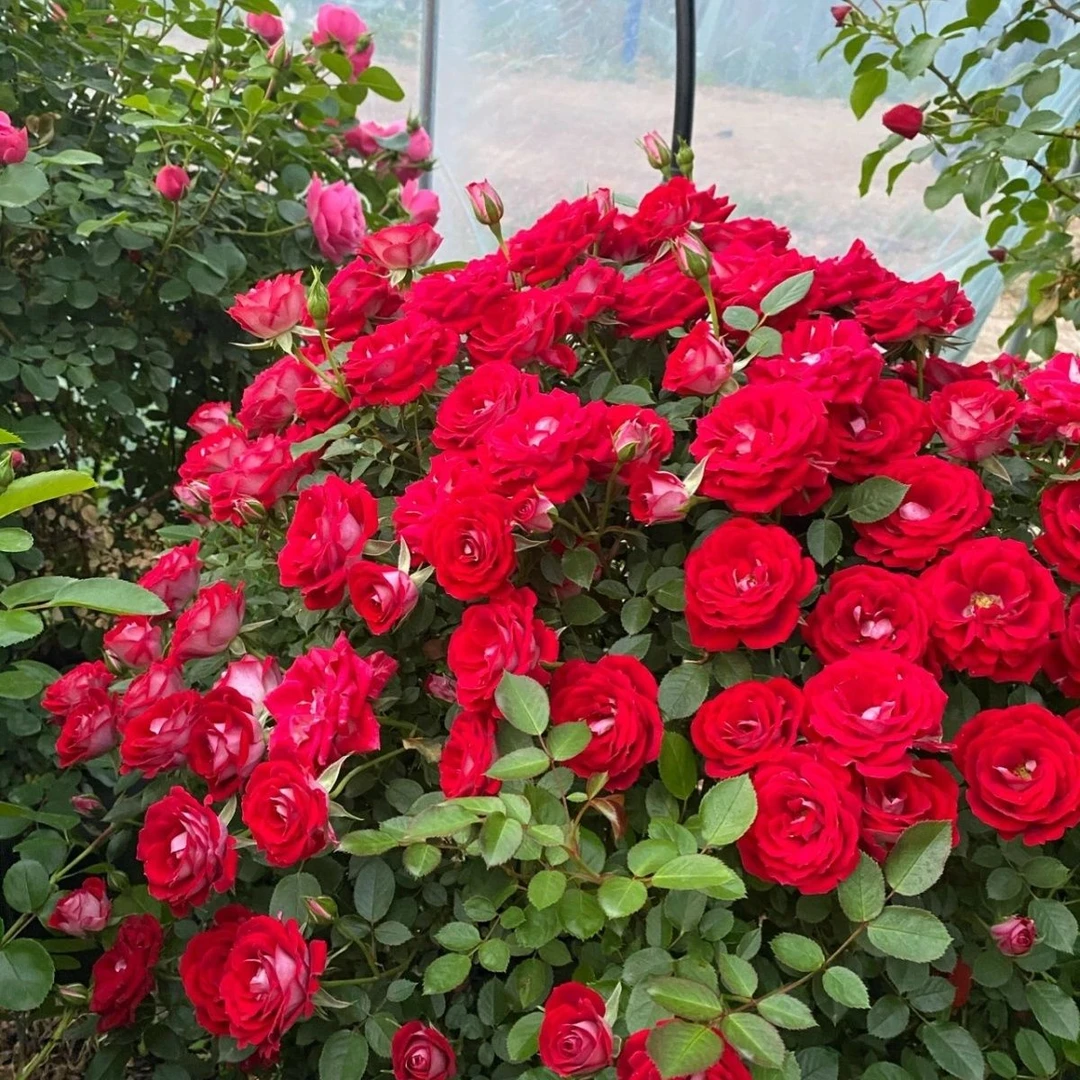 爬藤月季小女孩红色藤本月季懒人藤本抗病长势快庭院栅栏爬藤月季